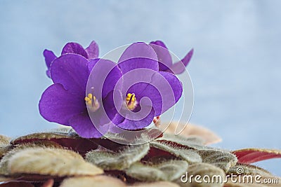 Beautiful Violets in flowerpot with blue background Stock Photo