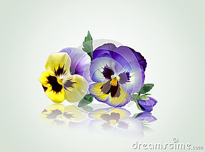 Beautiful violets flowers with reflection . Stock Photo