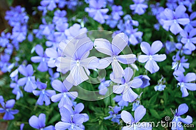 Beautiful violets meadow Stock Photo