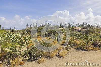 Beautiful vista of Aruba's desert landscape with cacti and other tropical flora, unique blend of arid beauty. Stock Photo
