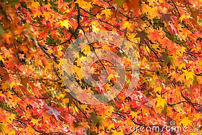 Beautiful vivid autumn leaves Stock Photo