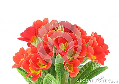 Beautiful vivid flowers on white background Stock Photo