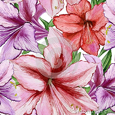 Beautiful vivid purple and red amaryllis flowers on white background. Seamless spring pattern. Watercolor painting. Cartoon Illustration