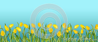 Beautiful vivid yellow tulips on long stems with green leaves arranged in seamless row. Blue sky background. Stock Photo