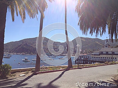 Beautiful walk boats dock palm trees water Stock Photo