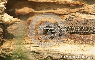 A beautiful Wall Lizard Podarcis muralis basking in the sun on a tree trunk on the isle of Wight. Stock Photo