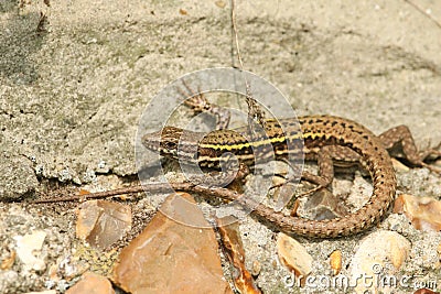 A beautiful Wall Lizard Podarcis muralis warming up on a stone wall. Stock Photo