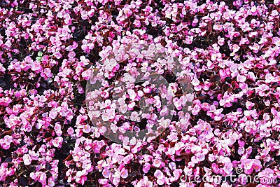 Beautiful wall made of red violet purple flowers, roses, tulips, press-wall, Stock Photo