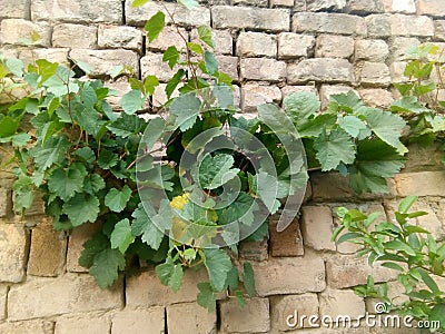A beautiful wall plant looking great vale bricks behind green leaves wonderfull front lemon plant and this is amazing grapes . Stock Photo