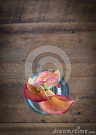 Vertical overhead shot of three calla lilies with room for text on distressed pine table top Stock Photo