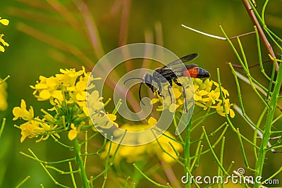 Beautiful wasp eats nectar of yellow flowers Stock Photo
