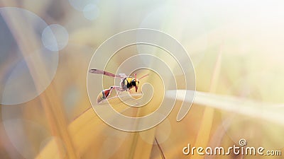 A beautiful wasp perched on leaf in the morning Stock Photo