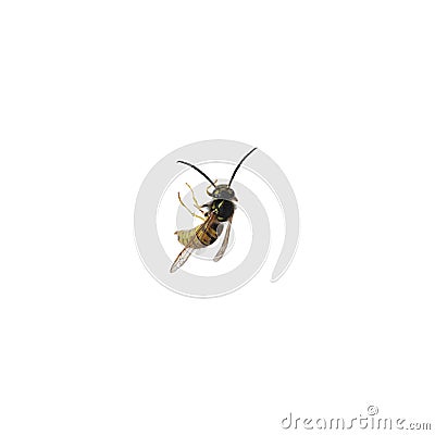 Beautiful wasp on white background. Wild insect Stock Photo