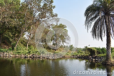 A beautiful water body with reflection of green tress Stock Photo