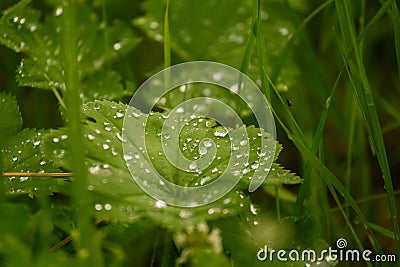 A beautiful water droplets on leaves of a lady mantle. Stock Photo