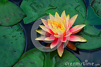 Beautiful Water Lily Stock Photo