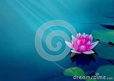 Beautiful pink water lily flower in the lake .Nymphaea reflection in the pond Stock Photo