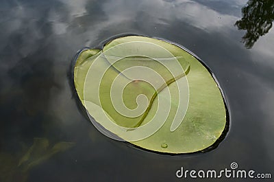 Beautiful water lily leaves in calm still water Stock Photo