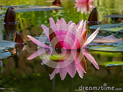 A beautiful water lily or lotus flower Marliacea Rosea with delicate petals is opened in a pond on a background of dark leaves. Stock Photo