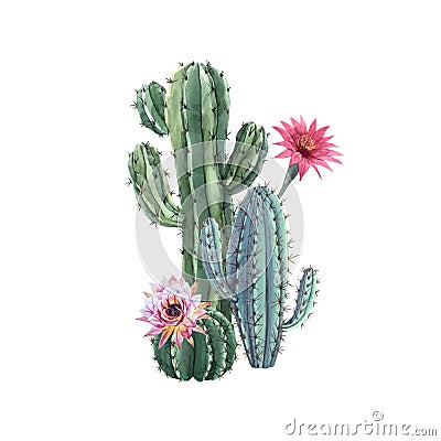 Beautiful watercolor cactus combination. Hand drawn stock illustrations. White background. Isolated objects. Cartoon Illustration