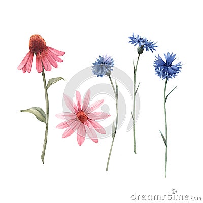 Beautiful watercolor floral set with echinacea and cornflower flowers. Stock illustration. Cartoon Illustration