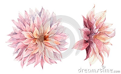 Beautiful watercolor floral set with pink chrysanthemum flowers. Stock illustration. Cartoon Illustration