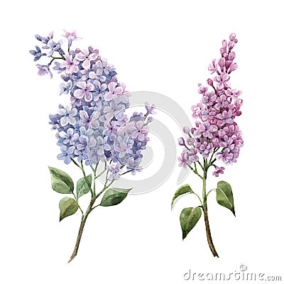 Beautiful watercolor floral set with pink lilac flowers. Stock illustration. Cartoon Illustration