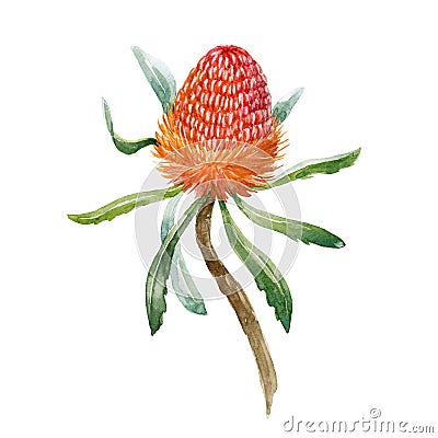 Watercolor banksia flower Cartoon Illustration