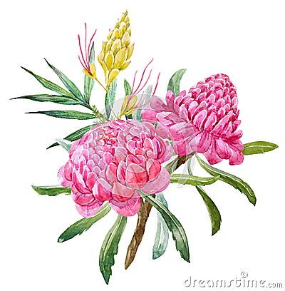 Watercolor banksia flower composition Cartoon Illustration