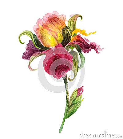 Beautiful watercolor iris flower Vector Illustration