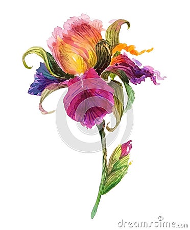 Beautiful watercolor iris flower Vector Illustration
