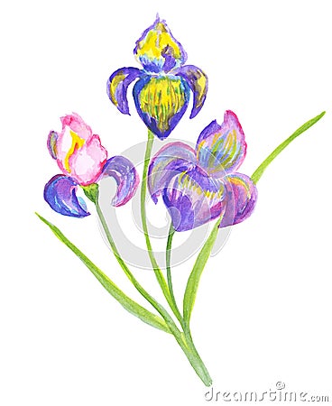 Beautiful watercolor irises. Cartoon Illustration