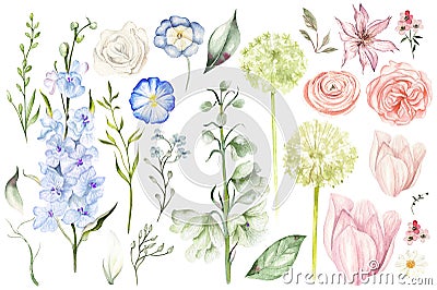 Beautiful Watercolor set with different wild flowers and leaves. Stock Photo