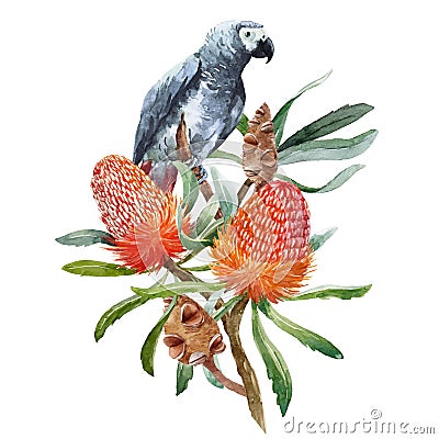 Watercolor banksia flower vector composition Vector Illustration