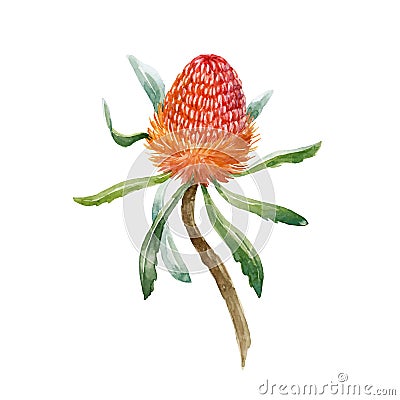 Watercolor banksia vector flower Vector Illustration