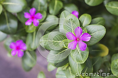 Beautiful watercress Purple leaves green in the garden Stock Photo