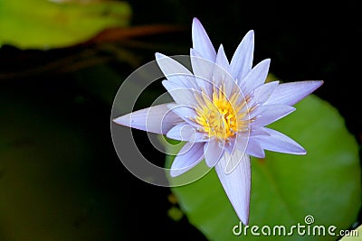 This beautiful waterlily or purple lotus flower is complimented by the drak colors of the deep blue water surface. Saturated color Stock Photo