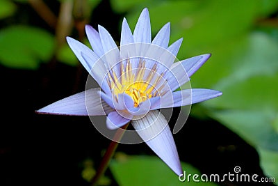 This beautiful waterlily or purple lotus flower is complimented by the drak colors of the deep blue water surface. Saturated color Stock Photo