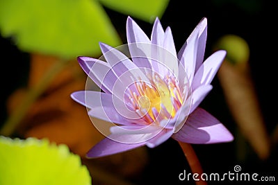 This beautiful waterlily or purple lotus flower is complimented by the drak colors of the deep blue water surface. Saturated color Stock Photo