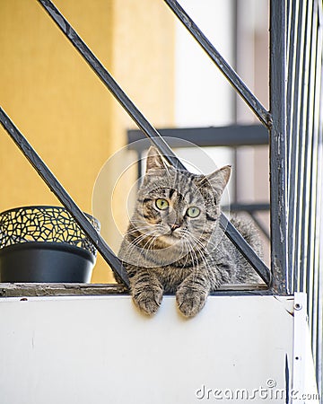 beautiful, well-groomed, domestic cat on the balcony breathing fresh air in summer on a beautiful sunny day. cats give us a good Stock Photo