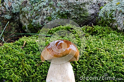 Beautiful penny bun boletus edulis cep mushroom Stock Photo