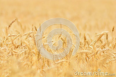 Wheat field background wallpaper Stock Photo