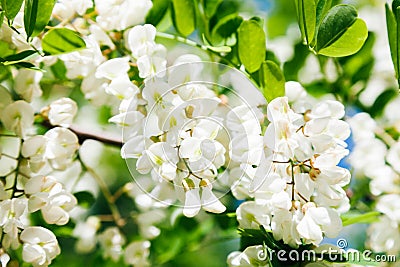 White acacia bloom in Moldova Stock Photo