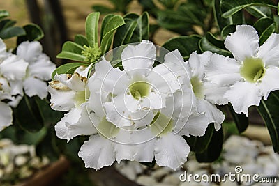 The Beautiful White Adenium Obesum Stock Photo