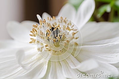 Beautiful white anemones, close up,macro, spring flowers. Stock Photo