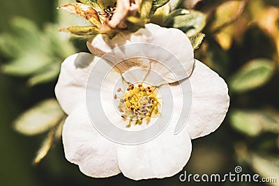 Beautiful Pure White Autumn Flower Stock Photo