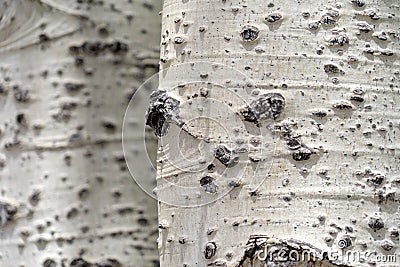 Beautiful white birch bark tree close up, useful for backgrounds Stock Photo