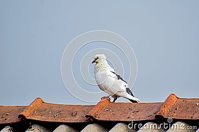 A beautiful white bird is shitting on a rooftop Stock Photo