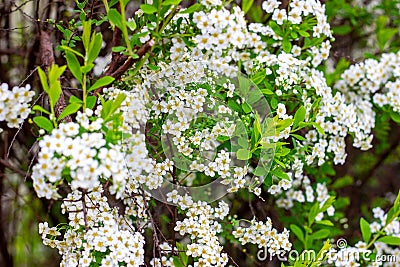 Beautiful white blooming flowering shrub Vanhoutte Spirea or Bridal Wreath Spiraea Vanhouttei flower with green leaves Stock Photo