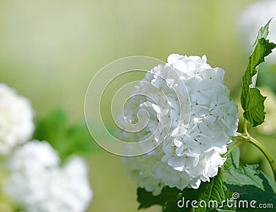 Beautiful white blooming hydrangea Stock Photo